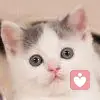 小巧玲瓏的頭像