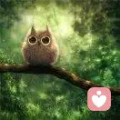 迷糊猫头鹰的头像