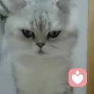奶糖的头像