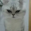奶糖