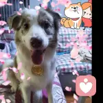 特立独行的猫的头像