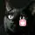 夜行猫的头像