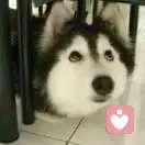 你你你才是瓜娃子的头像