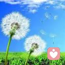 蒲公英的约定的头像