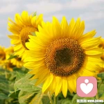 你好！阳光的头像