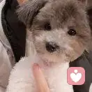 高高铭铭苏苏的头像