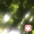叽叽喳喳的头像