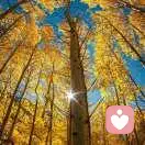 蓉吉祥如意的头像