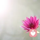 莲的头像