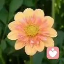 東方十一郎的頭像