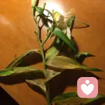 记忆法	v	吧的头像