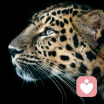 酸酸的葡萄的头像