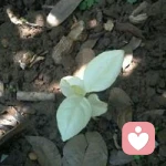 kissing	the	fire（吻火）的头像