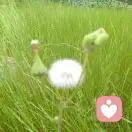 青莲居士的头像