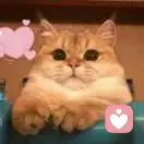 Sunflower的头像