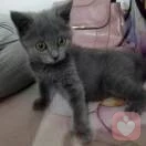 顿靖