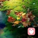 叶落無痕的头像