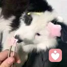 笨笨的头像