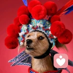 卷心菜没有心的头像