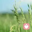 金色的泥土的头像