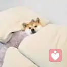 告白气球的头像