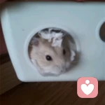 樱花树下的lolita的头像