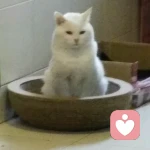 还没断气的小强，厚颜无耻的活着的头像