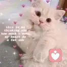 苗同学最的头像