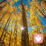 看来看去的头像