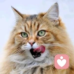 萨瓦迪卡mmp的头像