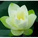 舒李 -家庭教育