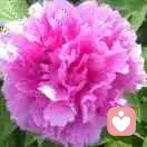 陽光明媚的頭像