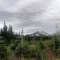21489069