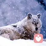 孤独的野性的头像