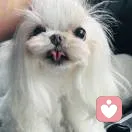 得鹿梦鱼的头像