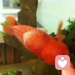 张民初咨询师的头像