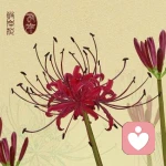 曼珠沙华的头像