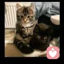 海绵宝宝的头像