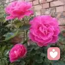 曾經(jīng)的回憶tanxn的頭像