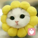 芝士味知世的头像