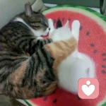 墨か子語的头像