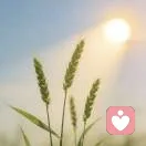 晏禾初宁ⱄᐝ的头像