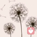 平凡的蒲公英的头像