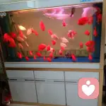 是水是雪碧取决于你的头像