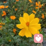 阳光总在风雨后的头像