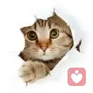 天使宠物猫（品种猫，批发价）的头像