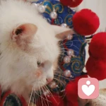 暖杯巧克力的头像