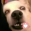 下课放羊去的头像