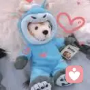 大小说家的头像