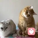 L的头像